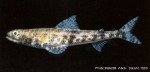 Graceful Lizardfish (Saurida gracilis)
