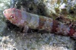 Enlarged Image of 'Synodus binotatus'