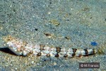 Enlarged Image of 'Synodus dermatogenys'