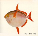 Enlarged Image of 'Lampris guttatus'