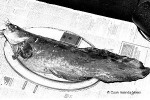 What Am I? Click to display answer!