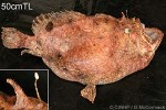 Enlarged Image of 'Antennarius scriptissimus'