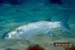 Striped Mullet (Mugil cephalus)