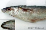Enlarged Image of 'Neomyxus leuciscus'