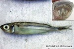 Enlarged Image of 'Atherinomorus lacunosus'