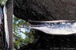 Enlarged Image of 'Ablennes hians'
