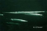 Enlarged Image of 'Platybelone argalus platyura'