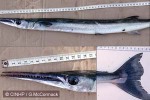 Enlarged Image of 'Tylosurus crocodilus'