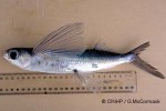 Enlarged Image of 'Cheilopogon spilonotopterus'