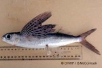 Enlarged Image of 'Cypselurus poecilopterus'