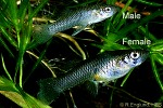 Enlarged Image of 'Gambusia affinis'