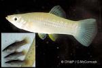 Enlarged Image of 'Poecilia mexicana hybrids'
