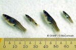 Enlarged Image of 'Poecilia reticulata'