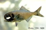 Enlarged Image of 'Anomalops katoptron'