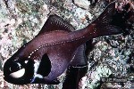 Enlarged Image of 'Photoblepharon palpebratus'