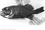 Enlarged Image of 'Photoplepharon rosenblatti'