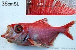 Enlarged Image of 'Beryx decadactylus'