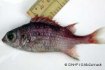 What Am I? Click to display answer!