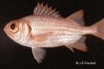 Enlarged Image of 'Myripristis tiki'