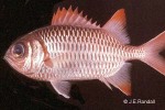 Enlarged Image of 'Myripristis violacea'