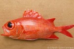 Enlarged Image of 'Myripristis vittata'