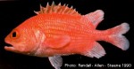 Enlarged Image of 'Plectrypops lima'