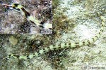 Enlarged Image of 'Corythoichthys flavofasciatus'