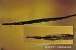 Enlarged Image of 'Microphis brachyurus'