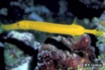 Enlarged Image of 'Aulostomus chinensis'