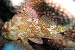 Enlarged Image of 'Sebastapistes tinkhami'