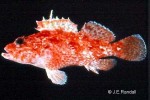Enlarged Image of 'Iracundus signifer'