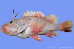 Enlarged Image of 'Pontinus macrocephalus'