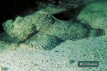 Enlarged Image of 'Scorpaenopsis diabolus'