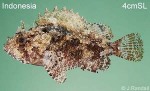 Enlarged Image of 'Sebastapistes strongia'