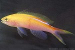 Fairy-Basslet (Pseudanthias priviterae)