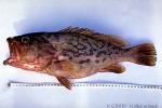 What Am I? Click to display answer!