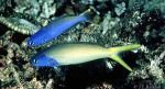 Purplehead Tilefish (Hoplolatilus starcki)