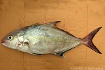 Enlarged Image of 'Seriola dumerili'