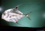 Enlarged Image of 'Alectis ciliaris'