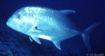 Giant Trevally (Caranx ignobilis)