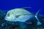 Enlarged Image of 'Caranx lugubris'