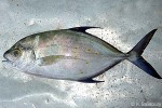 Yellowspot Trevally (Carangoides orthogrammus)