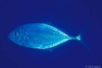 Enlarged Image of 'Carangoides plagiotaenia'