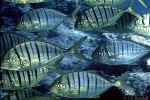 Enlarged Image of 'Gnathanodon speciosus'