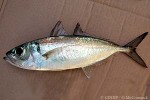 Enlarged Image of 'Selar crumenophthalmus'