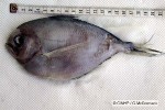 Enlarged Image of 'Brama orcini'