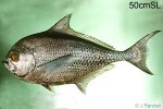 Lustrous Pomfret (Eumegistus illustris)