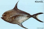 Enlarged Image of 'Taractichthys steindachneri'