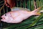 Banded Flower-Snapper (Pristipomoides zonatus)