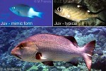 Red Snapper (Lutjanus bohar)